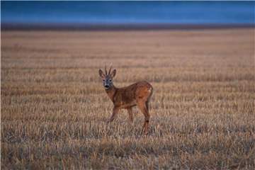 Rehe und Hirsche kommen mit der Trockenheit gut klar. Foto: Stefan Sauer