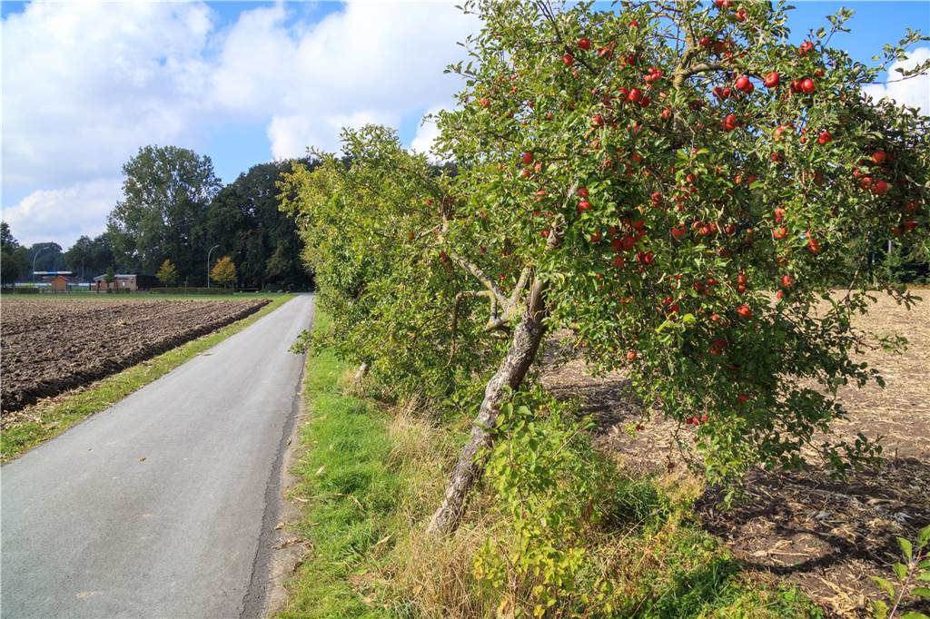 Obsternte von Gemeinde-Bäumen in Legden und Asbeck ausdrücklich erlaubt Reiche und reife Früchte tragen die Apfelbäume an der Straße zum Sportplatz in Asbeck.