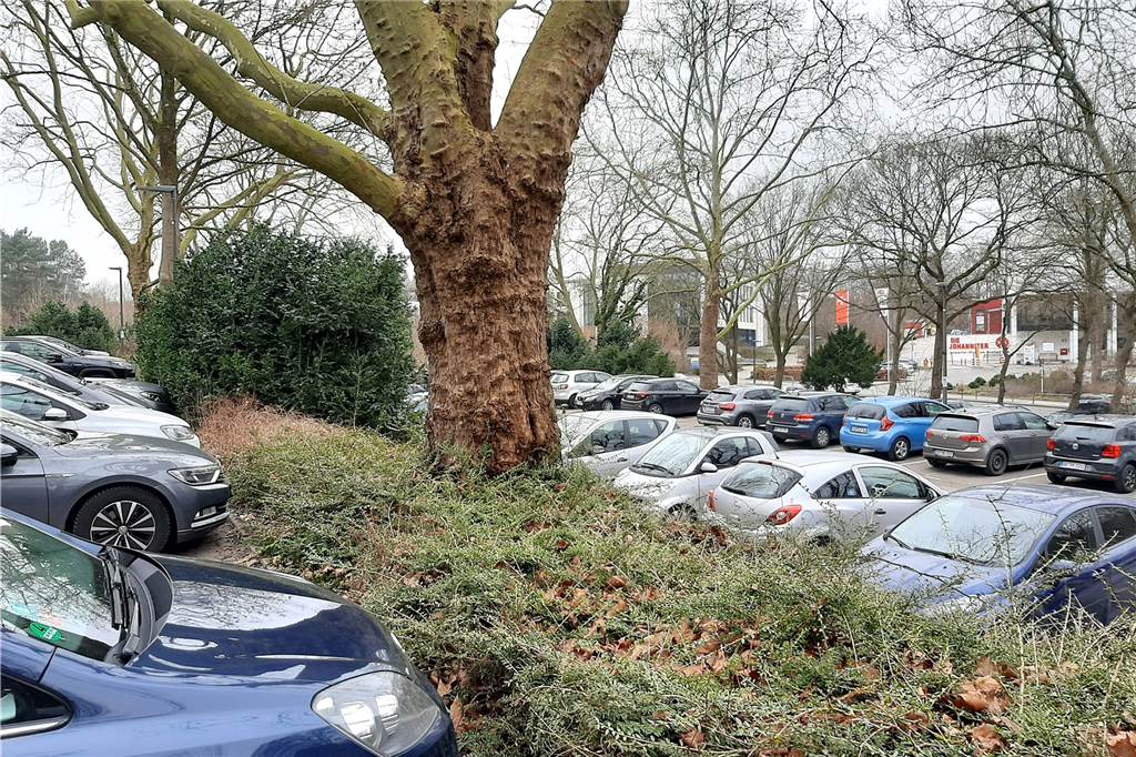Parkplätze am Rombergpark: Lösungsvorschlag gegen das Chaos kommt wohl im Sommer Reihe für Reihe parken die Wagen auf dem Gelände. Oft ist die Parkplatzsuche hier vergebens.