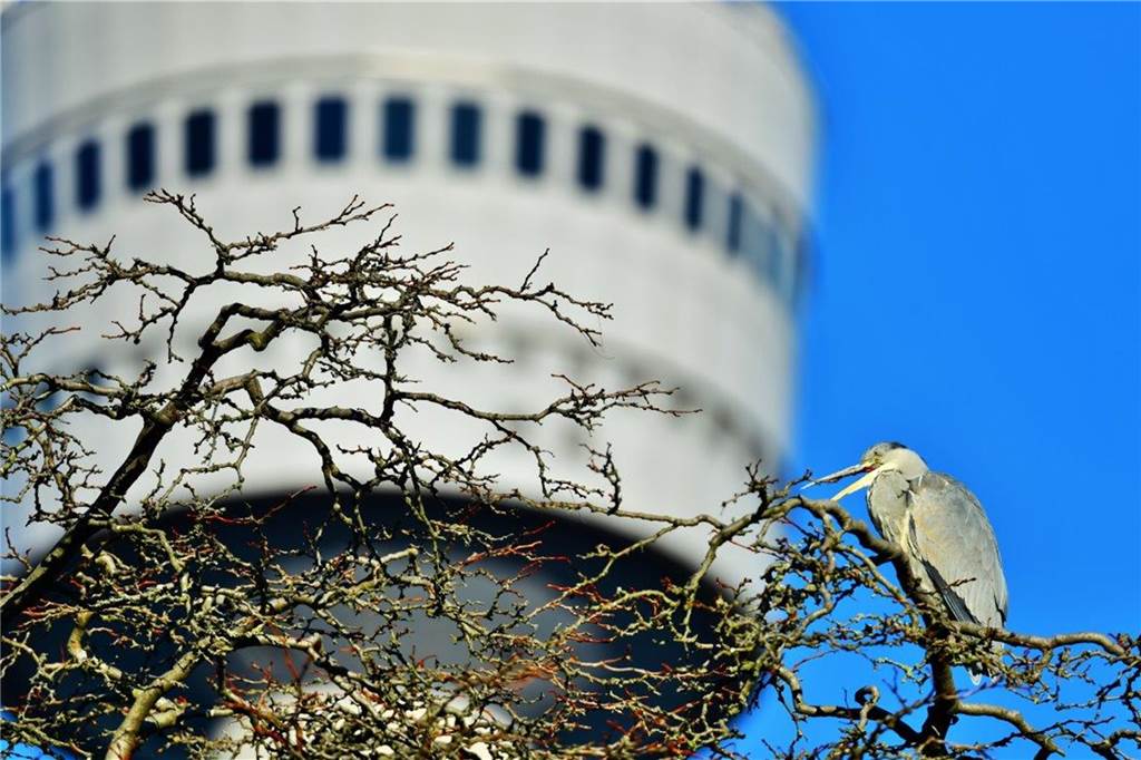 Reiher im Schatten des Florianturms, Westfalenpark.