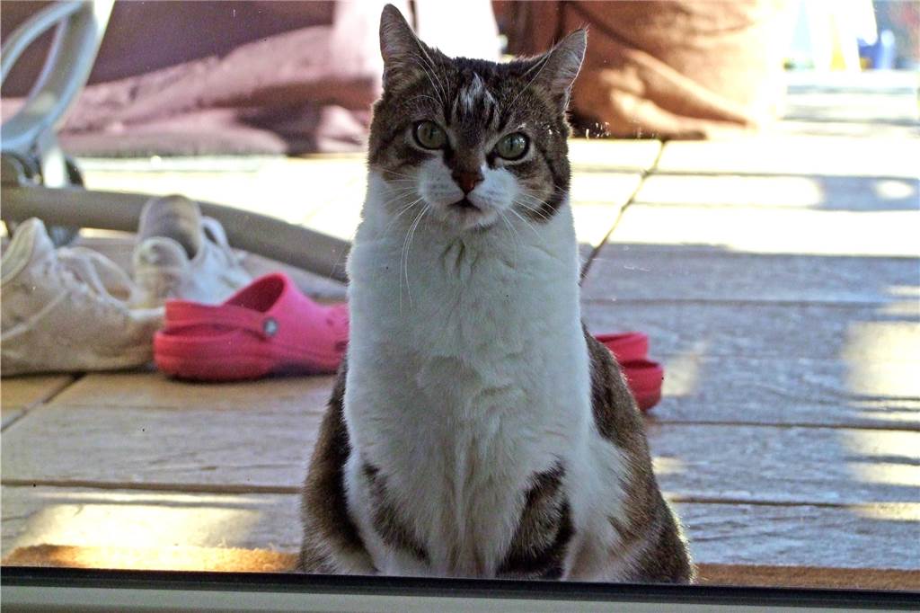 Plötzlich Homeoffice wegen des Coronavirus: Ein Experte aus Dortmund gibt Tipps Rein, raus, wieder rein. Die Katze macht das Homeoffice-Chaos perfekt.