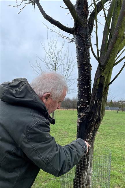 Reiner Schramowski beklagt mangelnde Baumpflege auf Streuobstwiesen Reiner Schramowski aus Dortmund-Deusen zeigt auf den Baum einer Streuobstwiese.