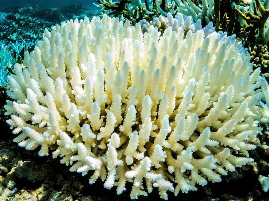 Das große Korallensterben am Great Barrier Reef Riffe auf einer Länge von mehr als 1000 Kilometern sind von der derzeitigen Korallenbleiche betroffen. Foto: Peter Mumby/ James Cook-Universität