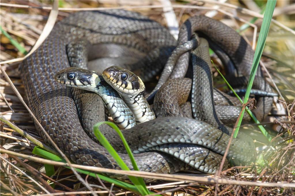 Königspythons gefunden: Tierheim sucht seit einem Jahr neue Besitzer Ringelnattern