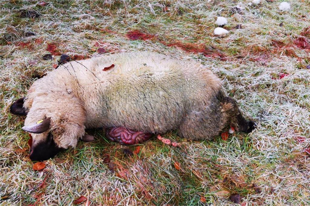 Haltern ist Wolfsterritorium - Jos de Bruin: „Die Anerkennung kommt zu spät“ Gerissenes Schaf
