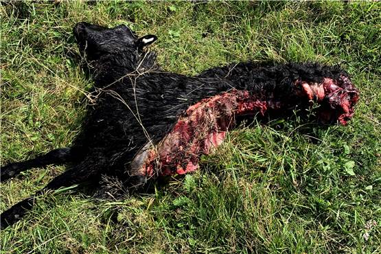 Wolfs-Risse in Dorsten und Kirchhellen: Schafe wieder auf der Speisekarte