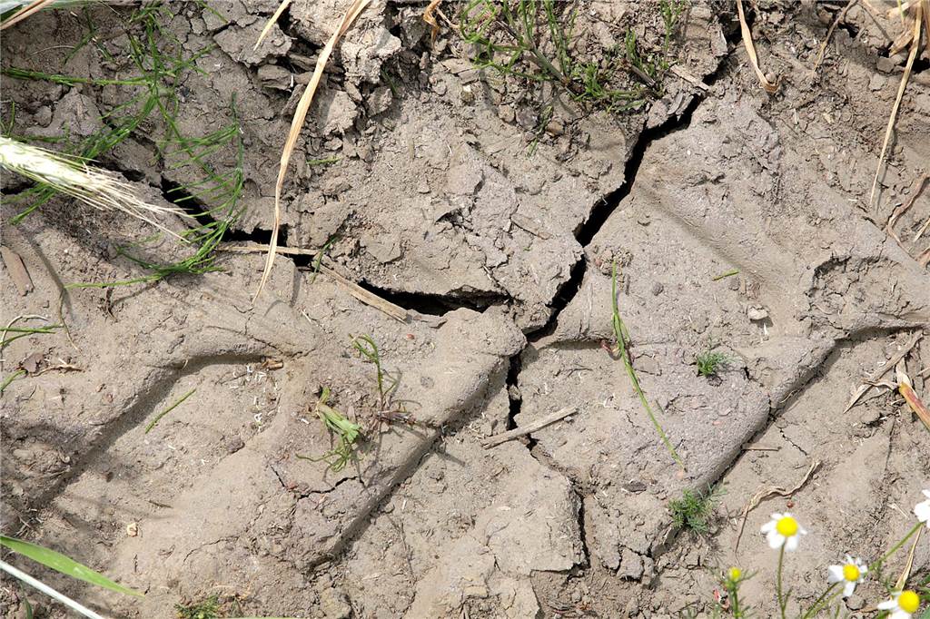 Künstlicher Regen für die Kartoffeln: Landwirte müssen nachhelfen Risse im Boden: Die Trockenheit hat bereits ihre Spuren hinterlassen.