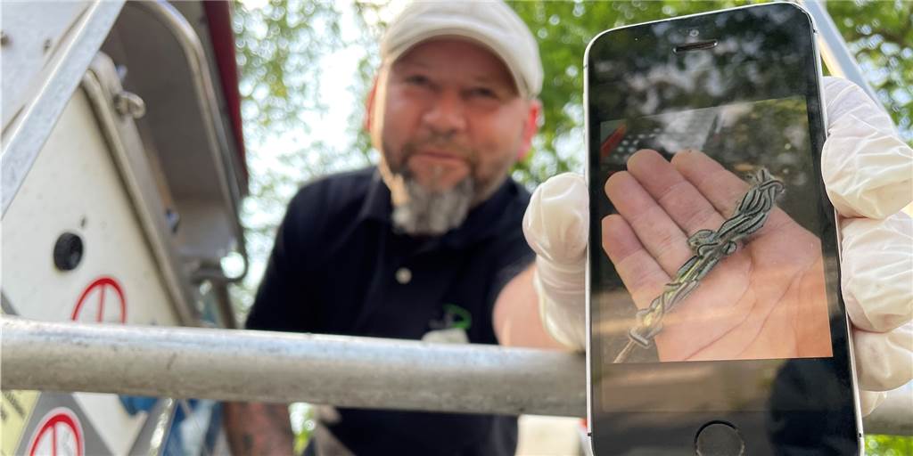 Eichenprozessionsspinner: Hat die Stadt Castrop-Rauxel die Lage im Griff? Robert Stock kennt die Raupen des Eichenprozessionsspinners genau. Er ist Schädlingsbekämpfer und war in den vergangenen Jahren mehrfach in Castrop-Rauxel, hier am Gänsebusch in Habinghorst. (Archivbild)