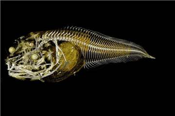Röntgenaufnahme einer der neu entdeckten Tiefseefischarten. Es handelt sich dabei um sogenannte „Scheibenbäuche“ (Liparidae). Foto: Trustees of the Natural History Museum, London / Imaging and Analysis Centre, NHM/Newcastle University