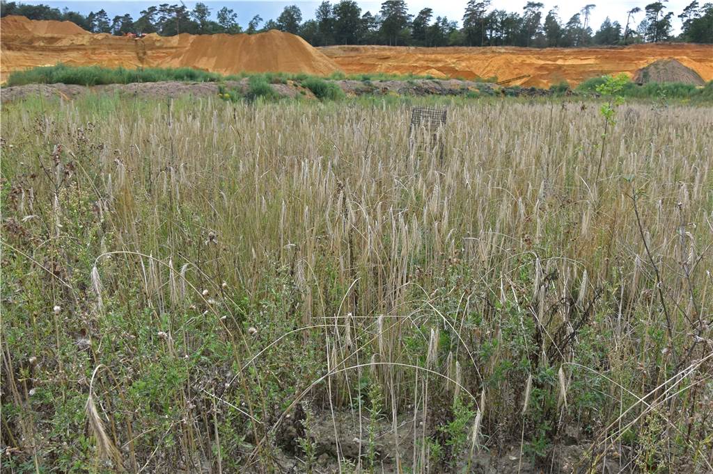 NABU-Führung: Eine Sandgrube wird wieder zu Wald Roggen wächst hier schon seit drei Jahren und unterstützt die Bäume beim Wachsen.