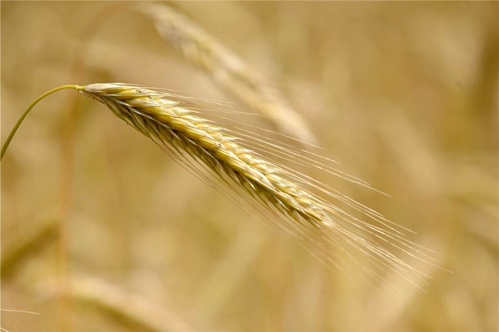 Dürresommer schmälern die Ernte und lassen Landwirte neue Wege suchen Roggenähre