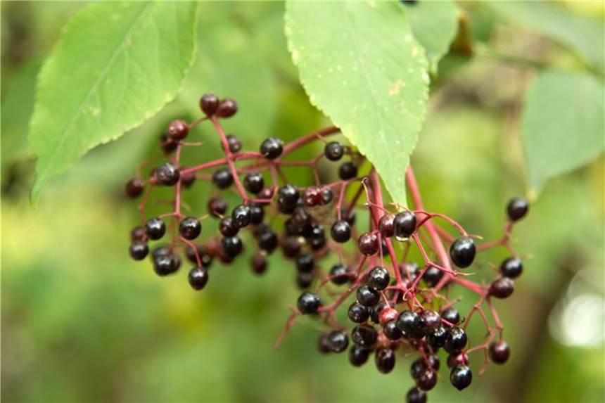 Rohe Holunderbeeren sind giftig Roh gegessen können Holunderbeeren Durchfall und Erbrechen auslösen. Foto: Andrea Warnecke