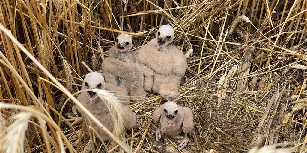 Rohrweihen-Küken im Nest.