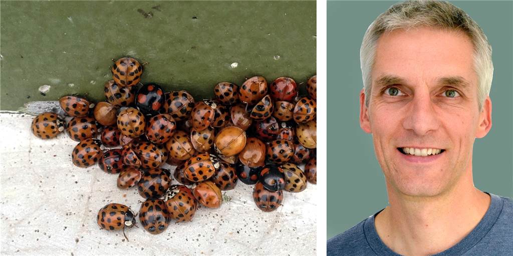 Marienkäfer in Massen in Haltern: Biologe erklärt, woher sie kommen Rolf Behlert hat eine Marienkäferansammlung fotografiert. Biologe Niels Ribbrock erklärt, warum die Käfer ausschwärmen.