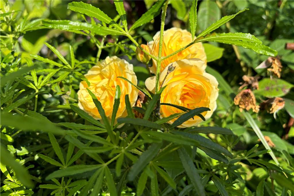 Rosen und immer wieder Rosen entdeckt man im Garten bei Familie Wehr. 