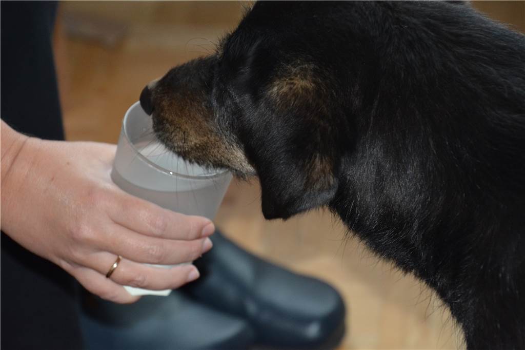 Schwere Krankheit überstanden: Mischling Rosie ist ein besonderes Familienmitglied Rosie säuft Wasser aus einem Glas, da sie den Trinknapf ablehnt.