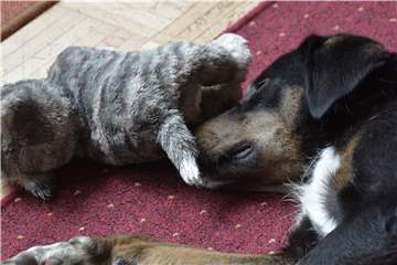 Rosie spielt gerne mit Stofftieren.