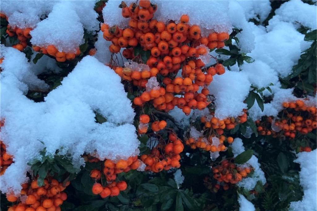 Rote Perlen im Schnee: So könnte dieses Bild von Ria Timte auch heißen.