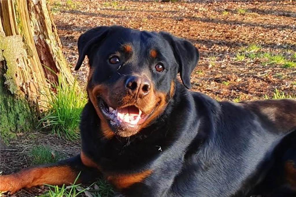 Hundesteuer in Nordkirchen : Seit diesem Jahr kosten die Vierbeiner mehr Rottweiler gehören zu den gefährlichen Hunden. Deren Besitzer zahlen deutlich höhere Hundesteuern.