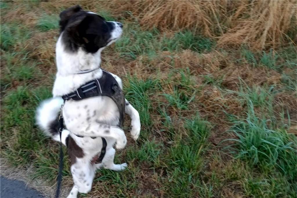 Hund