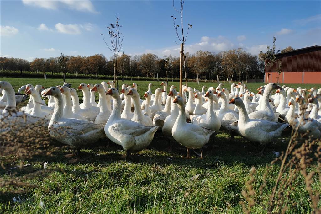 450 Gänse beim Dingebauer: Das Coronavirus ist auch ein Bauern-Problem Rund 200 seiner Tiere wird Uli Dingebauer nach Berlin schicken.