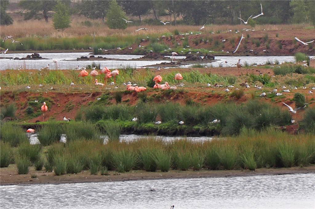 Mit einem Guide durch das Venn - Flamingos in Zwillbrock brüten wieder Rund 24 Flamingos konnten die Teilnehmer der Führung zählen.