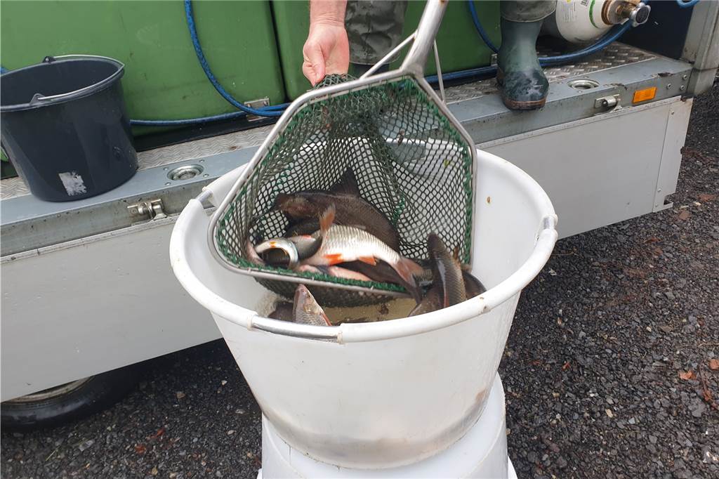 Neuer Fischbesatz: Angelverein blickt mit Sorge auf das Wehr Rund 2400 Euro legte der Angelverein für den neuen Fischbesatz auf den Tisch. Weitere Besatzmaßnahmen sollen noch flogen.
