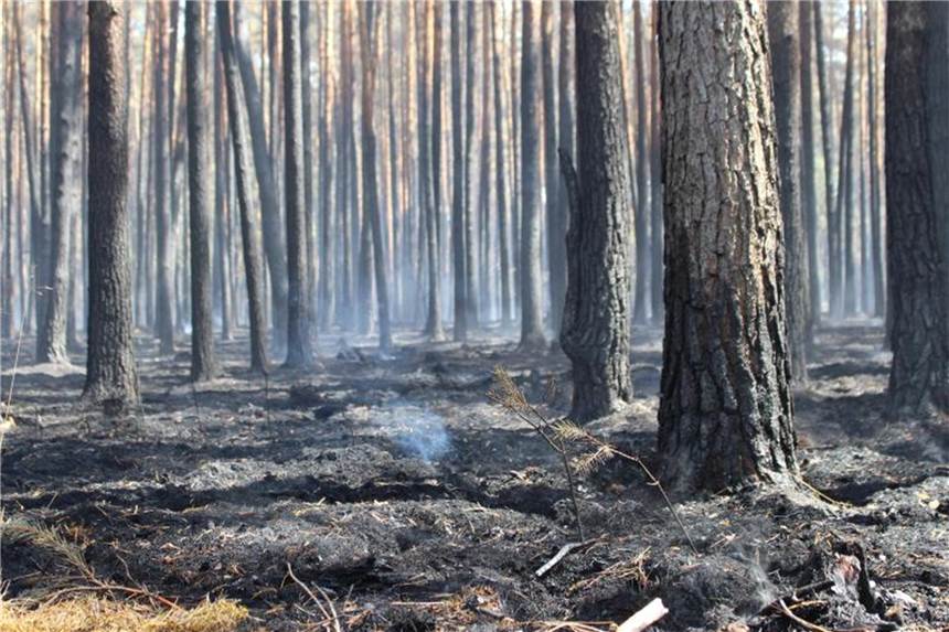 Wald in Flammen - Was Deutschland gegen Waldbrände tut Rund 250 Feuerwehrleute haben am Freitag gegen den Waldbrand bei Potsdam weiter angekämpft. Foto: Christian Pörschmann