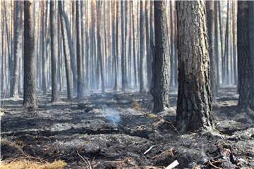 Rund 250 Feuerwehrleute haben am Freitag gegen den Waldbrand bei Potsdam weiter angekämpft. Foto: Christian Pörschmann