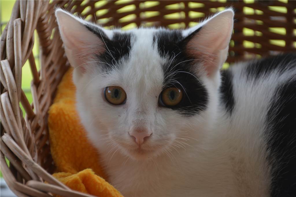 In Julias Tierheim wird täglich gegen das Katzenelend gekämpft Rund 500 Fundkatzen werden pro Jahr in Julias Tierheim in Ahaus abgegeben.