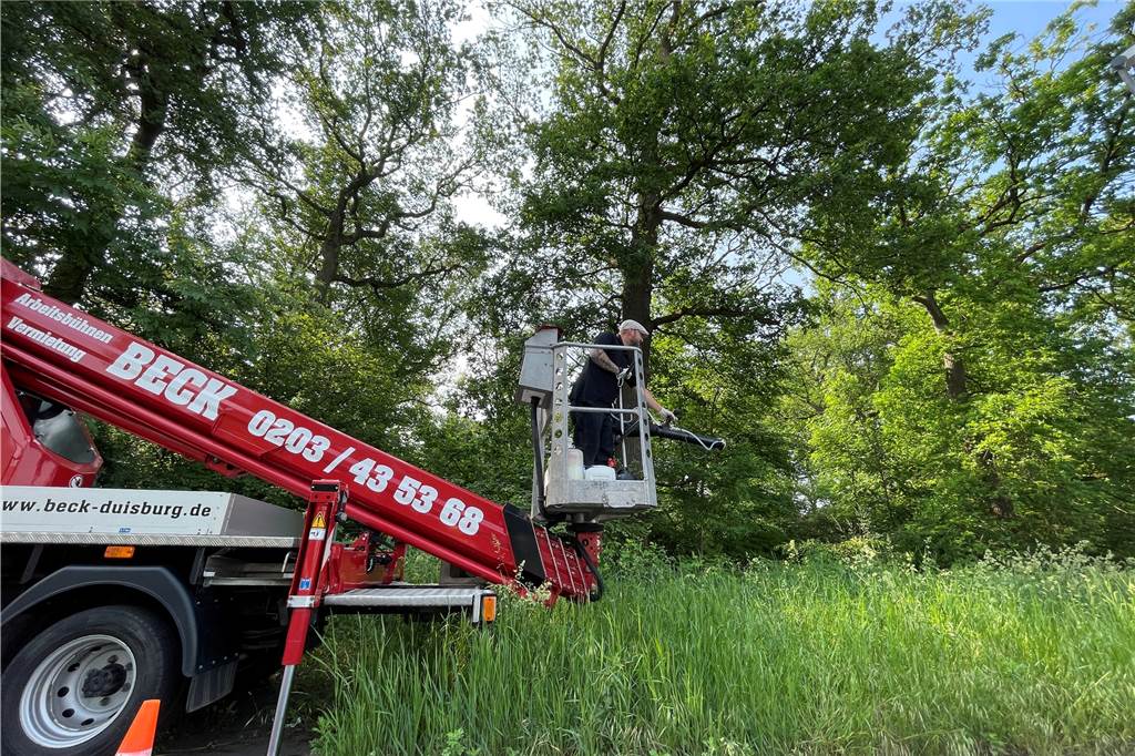 Kampf dem Eichenprozessionsspinner: Brennhaare sollen erst gar nicht fliegen Rund 60 Nistkästen haben die Schädlingsbekämpfer im Frühjahr in den Bäumen im Gänsebusch aufgehängt.