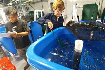 Rund die Hälfte des weltweit verzehrten Fisches stammt inzwischen aus Aquakulturen. Foto: Devin S. Fitzgerald/Dartmouth College
