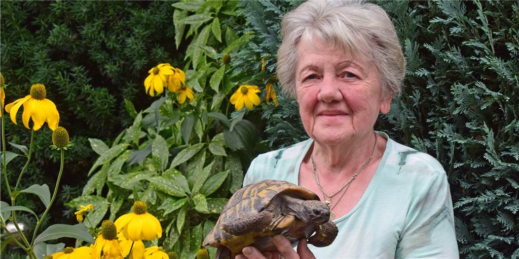 Ein Haustier seit 50 Jahren: Ruth Oppermann aus Haltern und ihre Schildkröte Ruth Oppermann aus Haltern am See und Schildkröte Moritz sind ein Herz und eine Seele