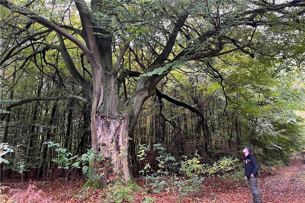 Alte Buche in der Haard gibt nicht auf: Ein Schatz für den Wald RVR-Revierleiter Frederik Vollmer beim Besuch der alten Buche in der Haard.