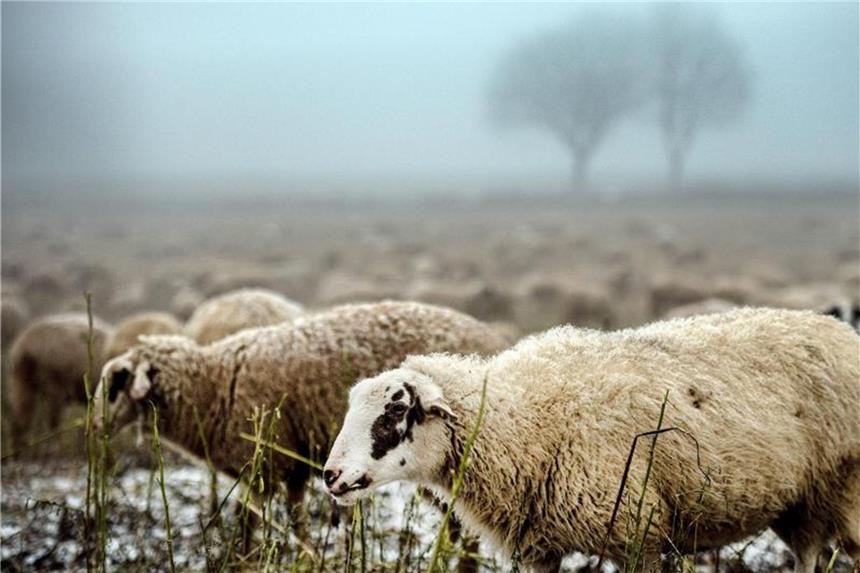 Landschaftspfleger in Gefahr: Schäfer kämpfen um Existenz Schafe grasen im Nebel bei Rodenkirchen. Foto: Federico Gambarini/Archiv