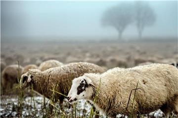 Schafe grasen im Nebel bei Rodenkirchen. Foto: Federico Gambarini/Archiv