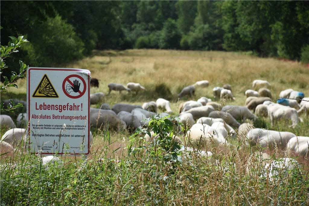 Wachwechsel bei Kontrollen gegen Crossfahrer in den Borkenbergen Schafe sorgen für die Pflege der Wiesen des Truppenübungsplatzes Borkenberge.