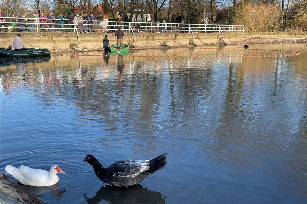 Video: Angler retten Fische aus dem Gondelteich im Castroper Stadtgarten Schaulustige beobachteten die Angler, die mit einem Schleppnetz die Fische zur Terrasse trieben und dann mit Keschern aus dem Gondelteich holten.