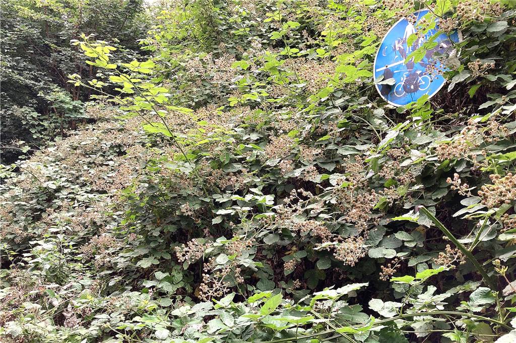 Zugewucherte Wege im Dortmunder Süden: Warum die Lösung oft nicht einfach ist Schild und Weg in Persebeck sind an manchen Stellen kaum mehr zu erkennen.