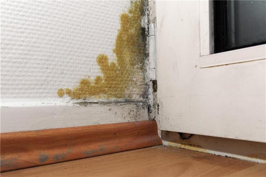Beim Frühjahrsputz im Keller auf Schimmel achten Schimmel kann selbst entfernt werden, solange der Befall nur oberflächlich und nicht größer als 0,5 Quadratmeter ist. Foto: Daniel Reinhardt