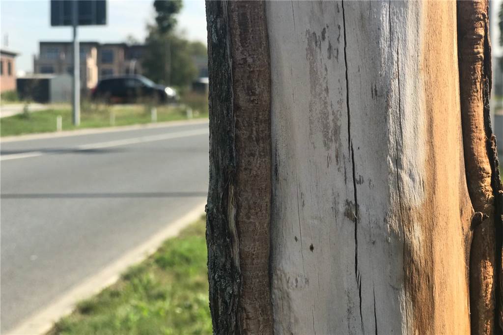 An einer Allee in Dorsten werden 100 Bäume sterben Schleichender Tod: Fast 100 Jungbäume an der Fürst-Leopold-Allee weisen solche irreparablen Risse in den Stämmen auf.