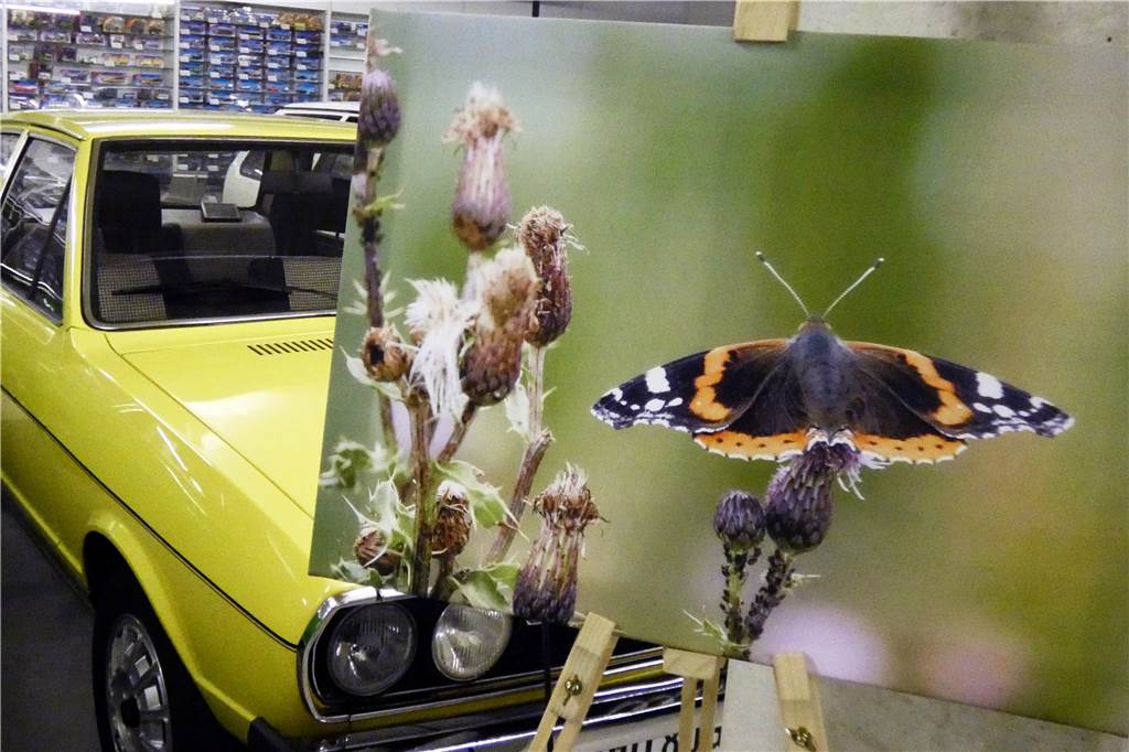 Schmetterling vor gelbem Audi - auch dies ist im Stadtlohner Museum zu sehen. Den Admiral  fotografierte die Vredenerin auf dem Klompenpad in Rekken/NL.