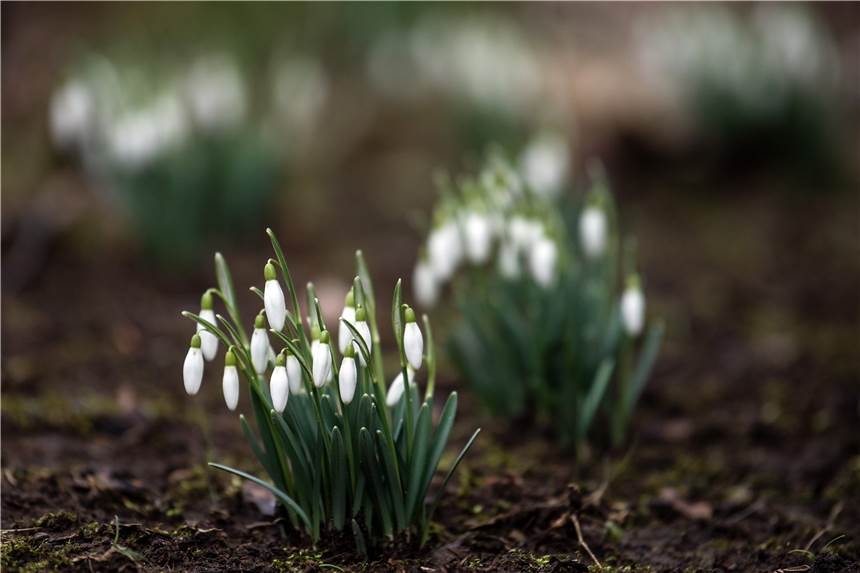 Schneeglöckchen blühen am Wegesrand. Mit den wärmeren Temperaturen haben sich auch die ersten blühenden frühlingsboten eingestellt.