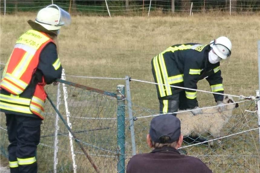 Feuerwehr Werne rettet Lamm aus Stromzaun an Butenlandwehr Schnell wurde das Tier durch einen Feuerwehrmann festgehalten, damit sich die Schlinge nicht weiter verengte.