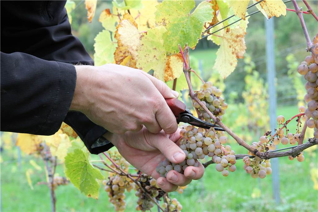 Schnipp, schnapp und ab: Jens Pape freute sich über gut ausgereifte Trauben, an den Rebstöcken des Weinbergs in Cappenberg.
