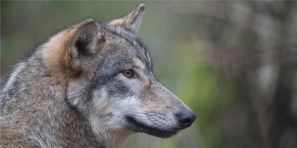 In der Haard bei „Mutter Wehner“ in Oer-Erkenschwick: Plötzlich steht da ein Wolf Ein Wolf steht im Wald