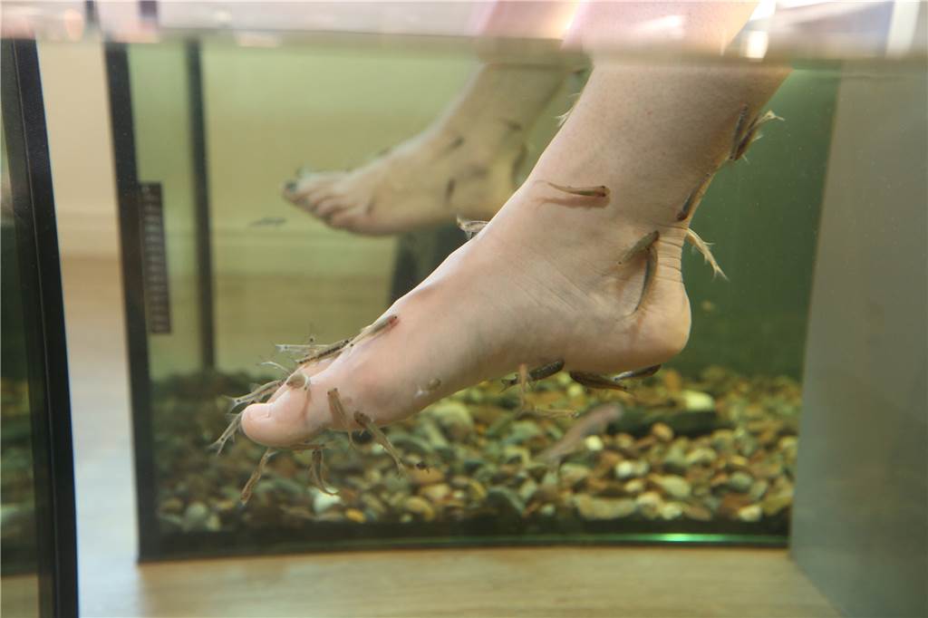 Geschäftsaufgabe: Olfener „fish-lounge“ leert Becken und schließt Türen Schon bald wird es in Olfen keine Fische mehr geben, die auf natürliche Art Füße von abgestorbenen Hautschuppen befreien.