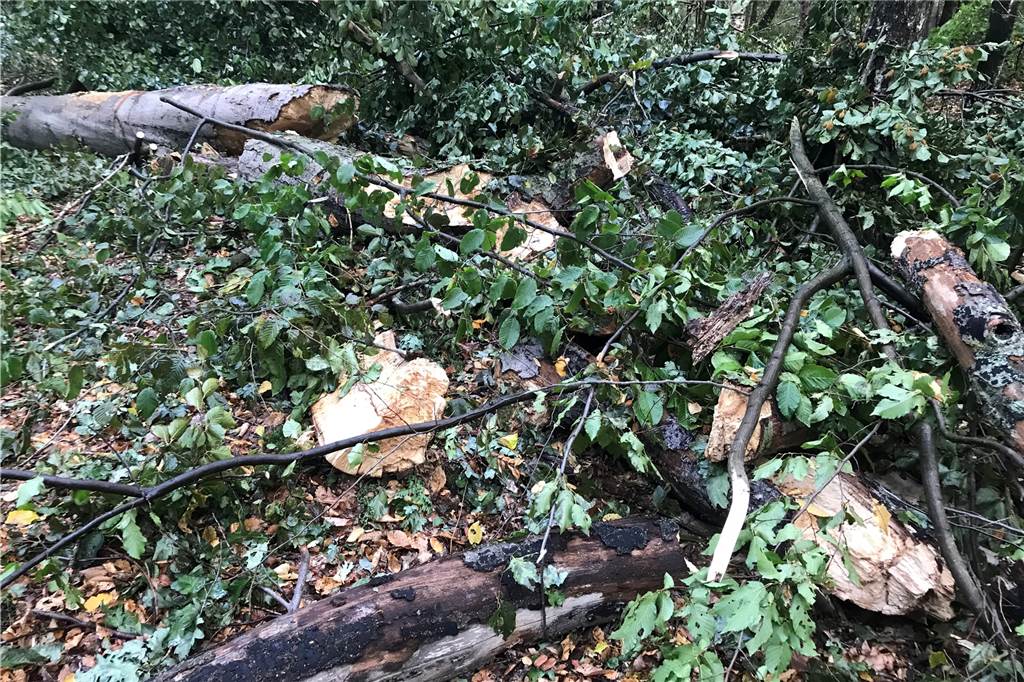 Dürre im Cappenberger Wald: Warum Totholz zur Lebensgefahr werden kann Schon jetzt werden einige tote Bäume im Wald gefällt, wenn sie noch verkauft werden können. Der Großteil des toten Holzes bleibt aber im Forst.