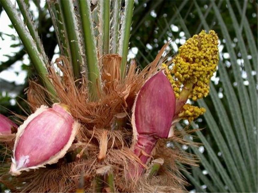 Botanischer Garten der Ruhr-Uni Bochum Schon mal so was im Garten entdeckt? Exotische Pflanzen gibt es im Botanischen Garten der Ruhr-Uni Bochum an jeder Ecke.