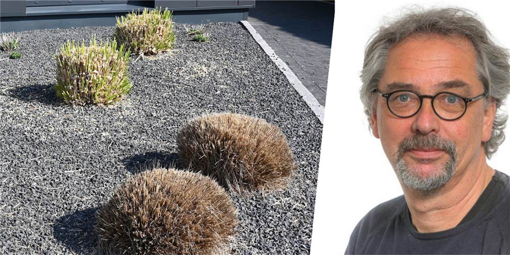 Die Anti-Schottergarten-Förderung der Stadt ist ein völliger Irrweg Schottergärten sind ökologisch heftig in der Kritik. Den Rückbau mit Steuergeldern zu belohnen, hält Thomas Schroeter für falsch.